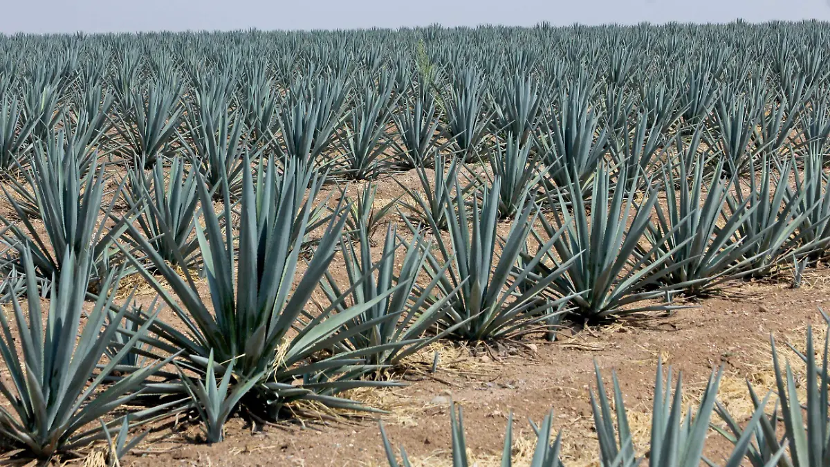 FCO MEZA - AGAVE (4)